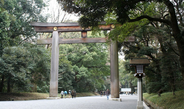 Khu rừng rậm rạp quanh cổng Torii của đền Meiji sau một thập kỷ.